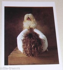 Carte Postale Photo Yann ARTHUS BERTRAND : Chien Bichon havanais