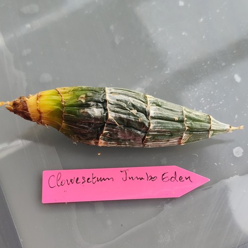 Clowesetum jumbo eden - clowesetum,