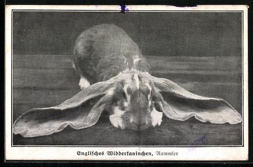 Lapin bélier anglais