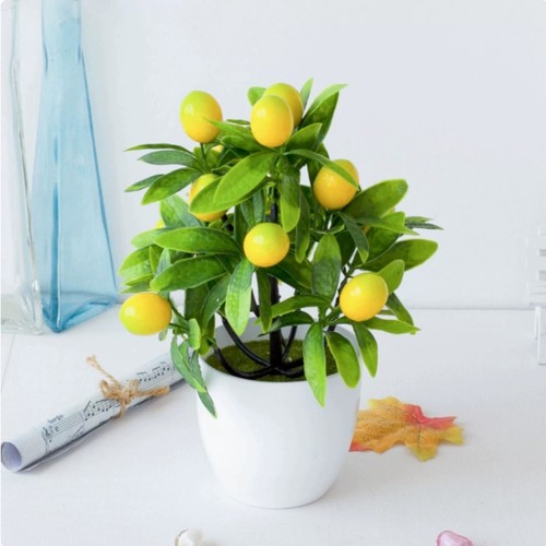 Plante citronnière