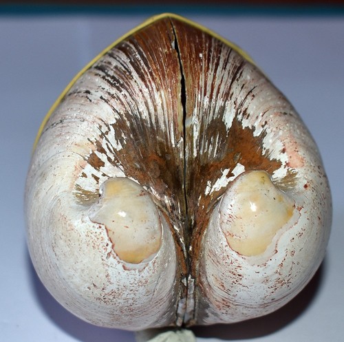 Coquillages glossidae - coquillages,