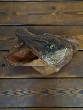 Taxidermie vintage tête de