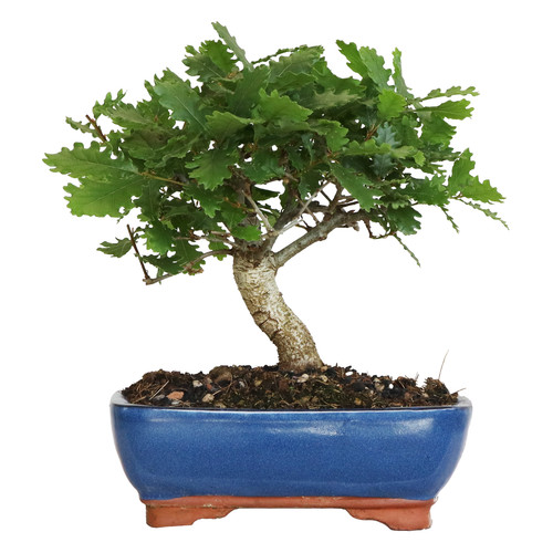 Kentis bonsaï quercus - kentis,