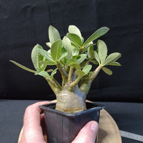 Adenium arabicum kud jung - adenium,