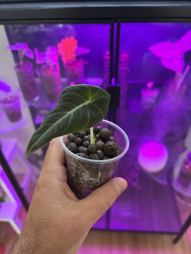 Alocasia black velvet - , baby