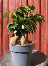 BONSAÏ FICUS GINSENG 6ANS H27CM