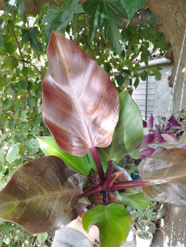Philodendron prince orange - of,