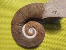 Crioceras Matsumotoi, de La Drôme, 66mm De Diamètre VC011