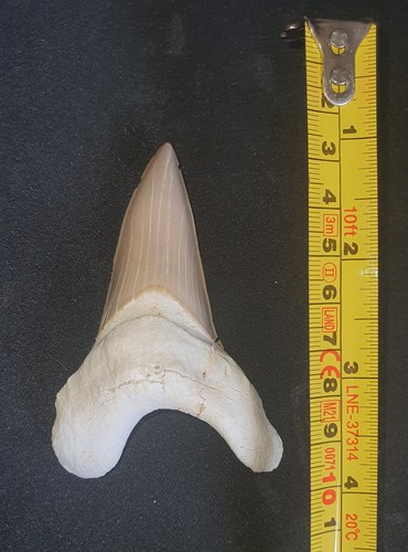 Grosse dent otodus obliquus