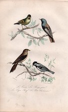 BUFFON / LES OISEAUX. Tarin-Rouge Queue-Pique Boeuf-Petite Charbonnière