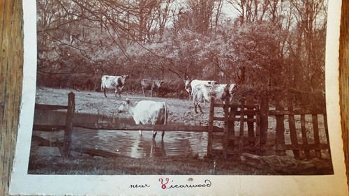 1890 antique cabinet card - 1890's,