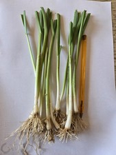 Poireaux Perpétuels Lot 12