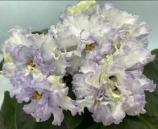 Saintpaulia « Dahlias de