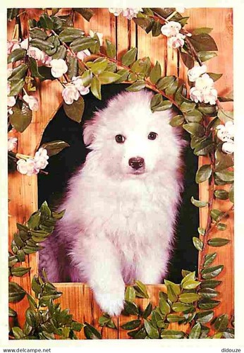 Carte postale animaux - carte,