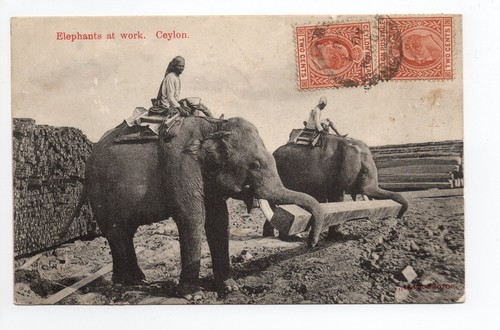 Elephants ceylan - ceylan, 2