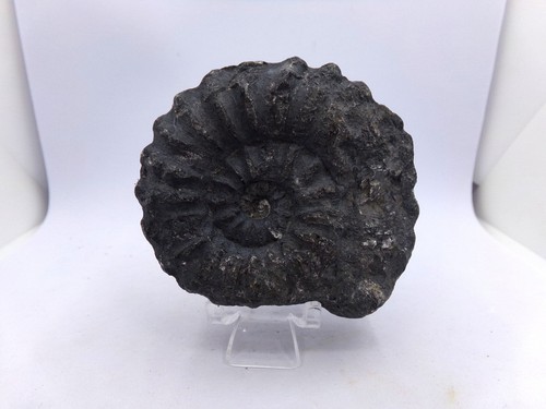 Une belle ammonite fossile - , du
