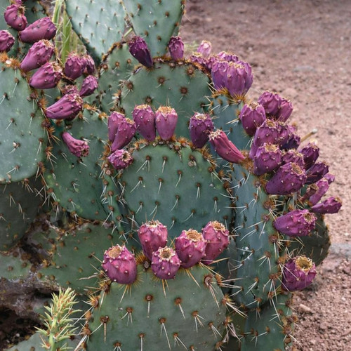 Opuntia engelmannii seeds - opuntia,