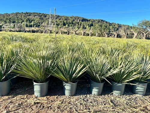 Palmier yucca rostrata - -yucca,