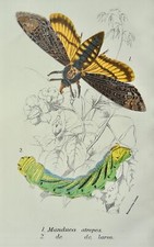 Lepidoptera Moths MANDUCA ATROPOS & LARVA Original Victorian Print c1897