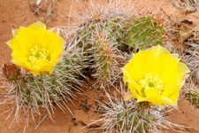 Opuntia - Culture en Pleine