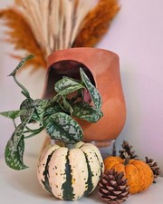 LUO GARDEN - AYO COLONNES