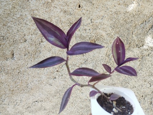 Tradescantia zebrina