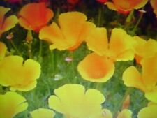 1000 Graines de Pavot de