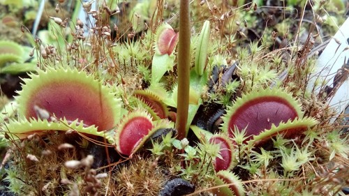 Plantes carnivores dionaea - plantes,