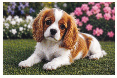 Carte postale chiot - 🦬carte,