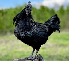 8+ Ayam Cemani Hatching Eggs