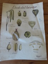 Feuille ancienne Etude du