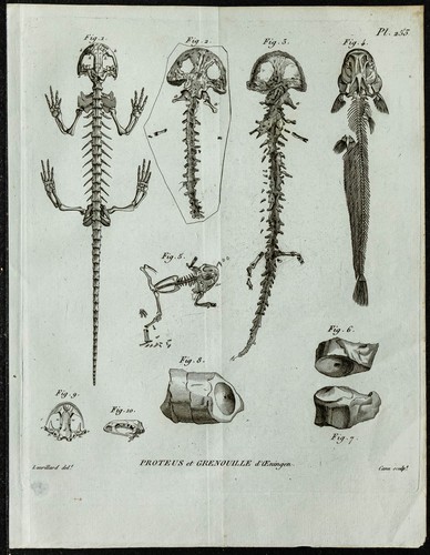 1836 squelette complet de - -,