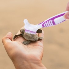  Brosse Carapace De Tortue