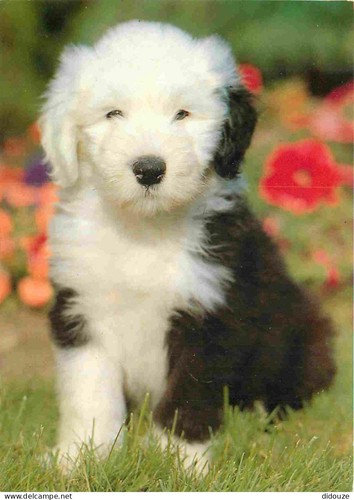 Carte postale animaux - carte,