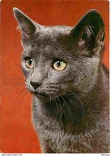 Animaux - Chats - Chatons -