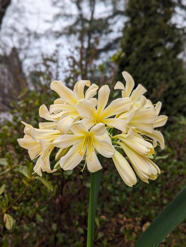 Two clivia miniata - clivia,