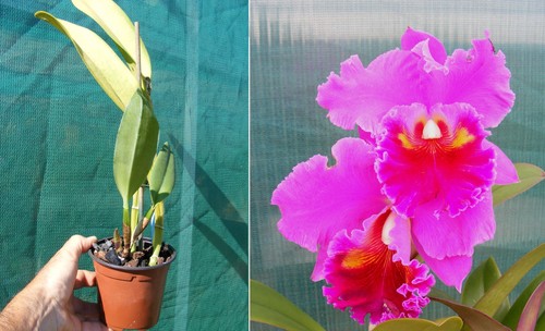 Cattleya king taiwan - (rlc), of