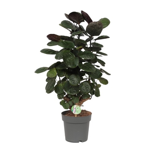 Aralie plumes polyscias - aralie,