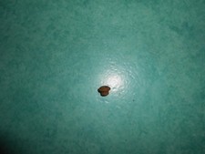 Pièce Motobécane réf: 14586