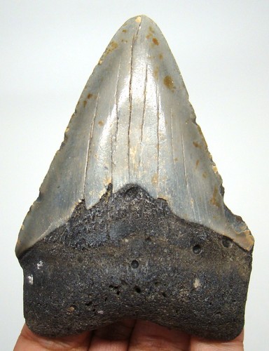 Megalodon shark tooth real - tooth,