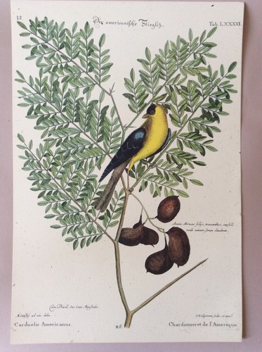 Catesby seligmann planche - /,