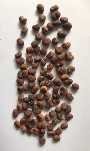 100 graines baobab - graines,