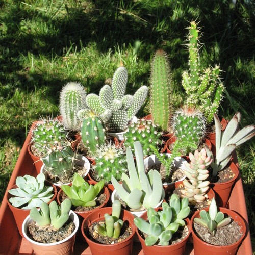 Lot cactus succulentes - lot,