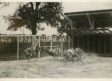 Greyhound race at the estate near Paris, 1929, vintage silver print vintage 