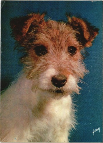 Cpa fox terrier dog - ak,