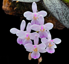Phalaenopsis lindenii Species