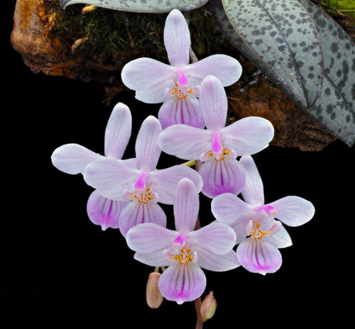 Phalaenopsis lindenii species - lindenii,