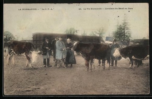 Carte postale vente bovins - postale, de