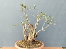 Bonsaï olivier petites