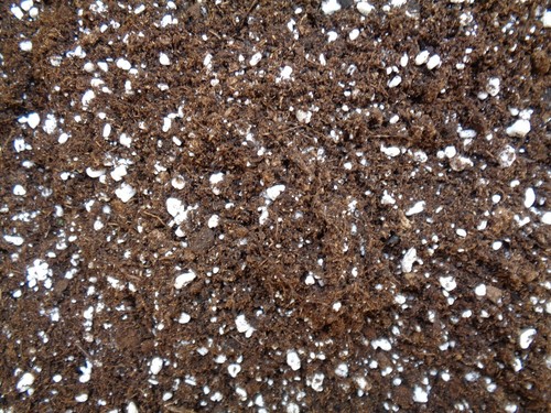 Substrat plante carnivore